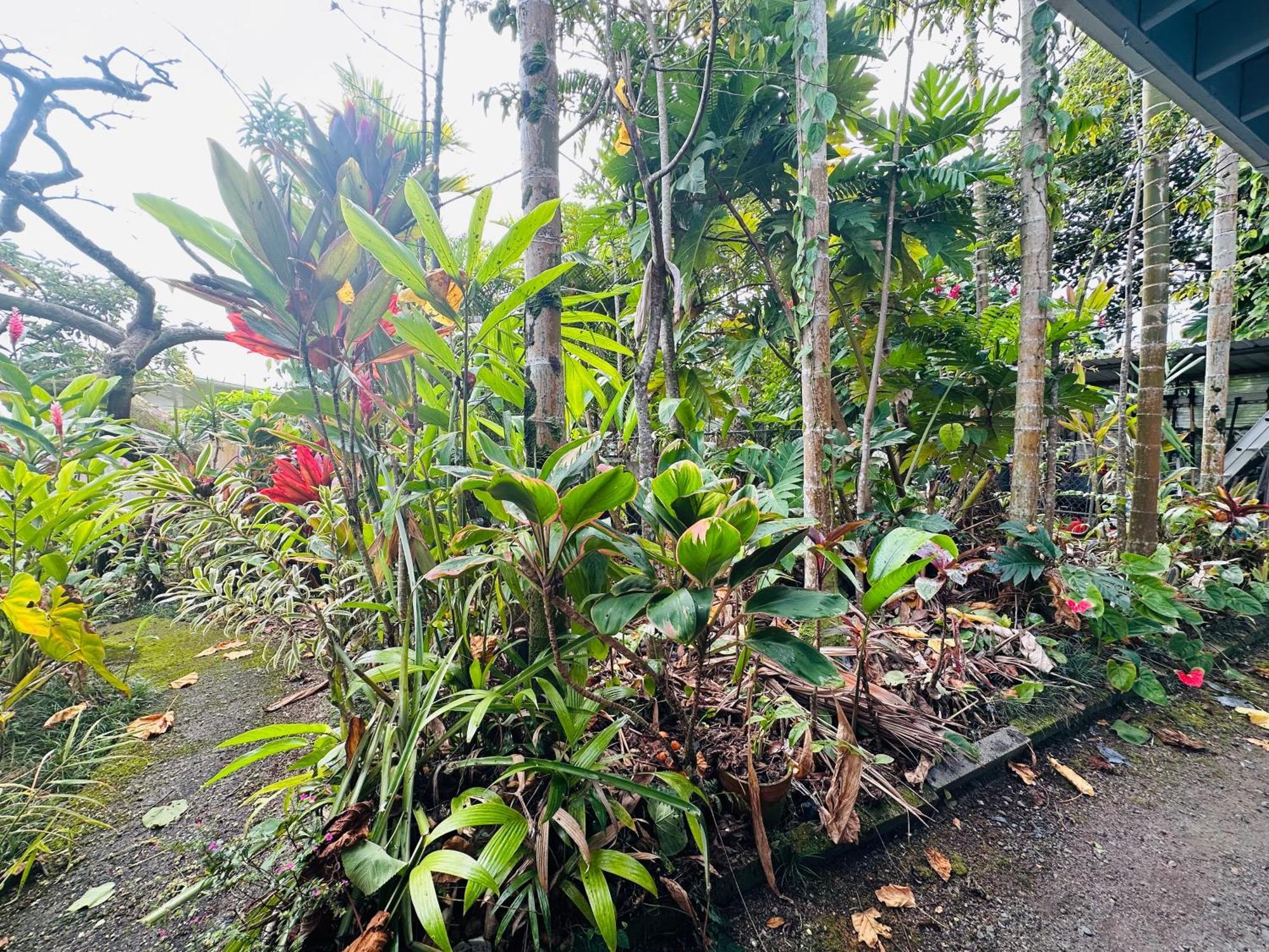 Hawaiian Ohana Home Hilo Bagian luar foto
