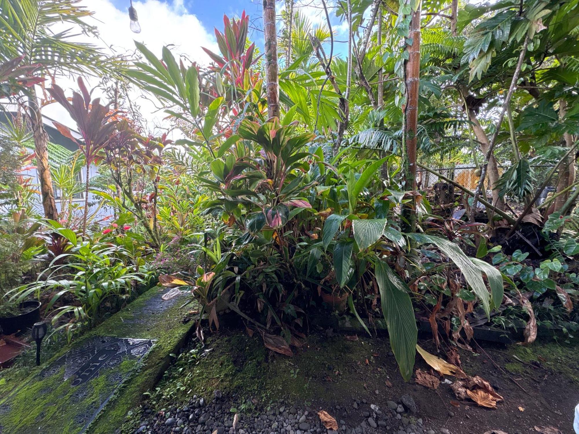 Hawaiian Ohana Home Hilo Bagian luar foto